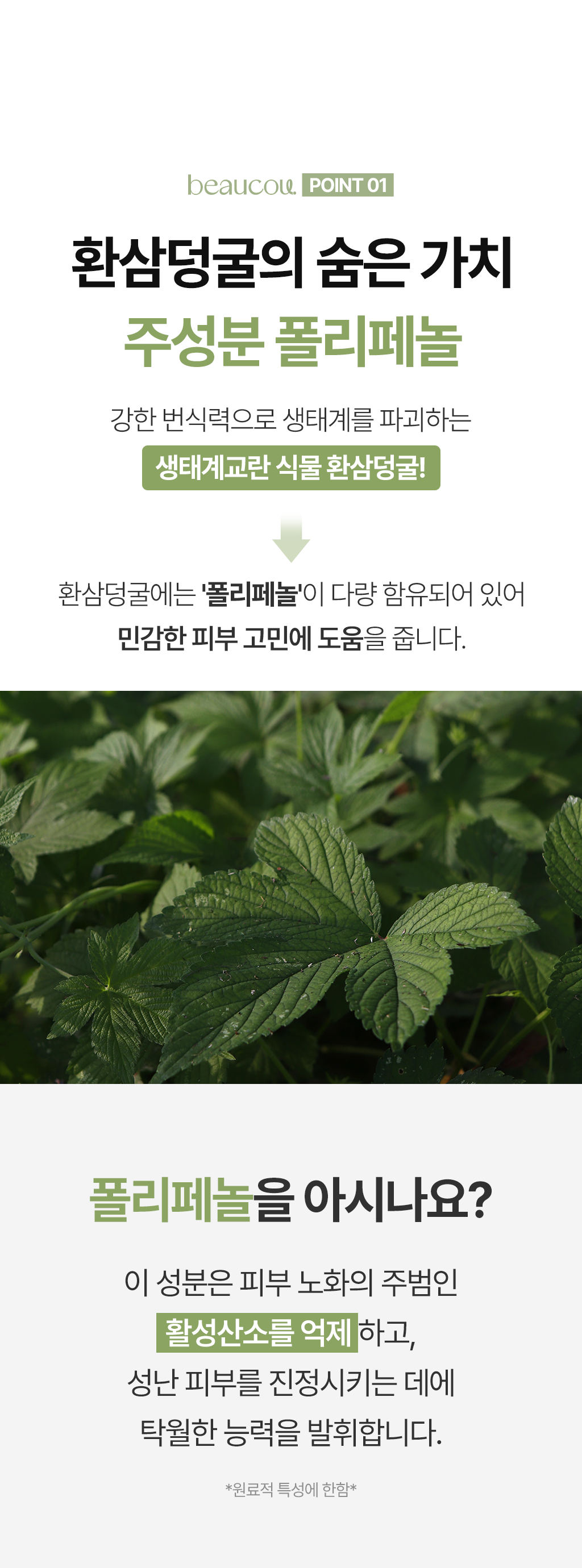 POINT 01 — 환삼덩굴의 숨은 가치, 주성분 폴리페놀